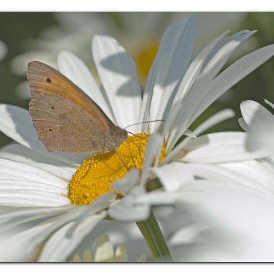 Großes Ochsenauge: Tier im Habitat Garten in der NatureSpots App