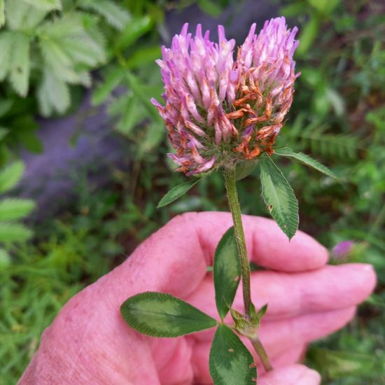 Trifolium pratense: Plant in nature in the NatureSpots App