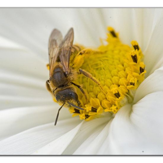 Halictus scabiosae: Animal in habitat Garden in the NatureSpots App