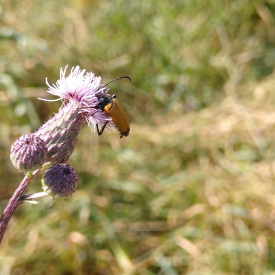 Schwarzspitziger Halsbock: Tier im Habitat Ackerrandstreifen in der NatureSpots App