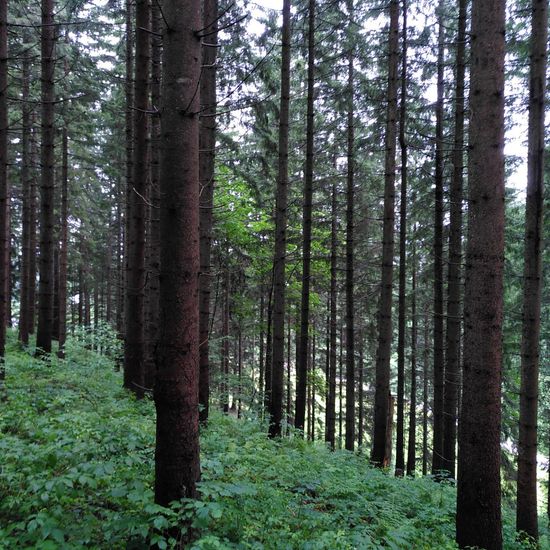 Landschaft: Wald im Habitat Wald der gemäßigten Breiten in der NatureSpots App