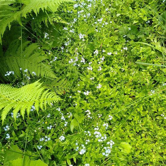 Vergissmeinnicht: Pflanze im Habitat Wald der gemäßigten Breiten in der NatureSpots App