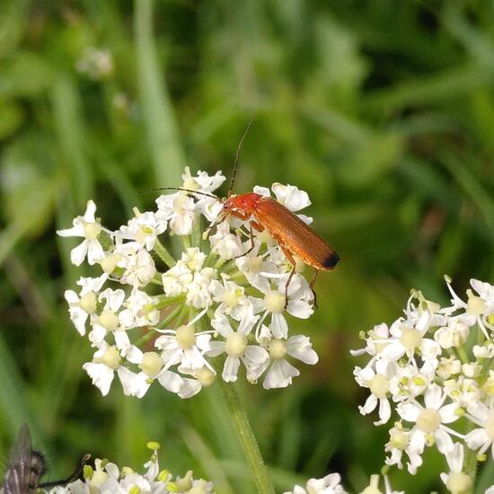 Common red soldier beetle: Animal in habitat Natural Meadow in the NatureSpots App