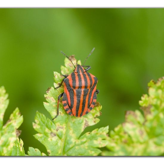 Graphosoma italicum: Animal in habitat Garden in the NatureSpots App