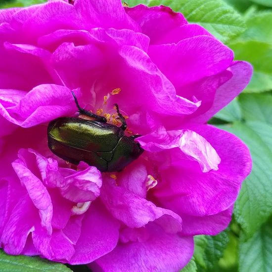 Goldglänzender Rosenkäfer: Tier im Habitat Hecke/Blumenbeet in der NatureSpots App