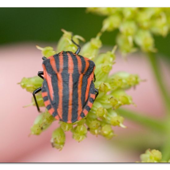 Graphosoma italicum: Animal in habitat Garden in the NatureSpots App