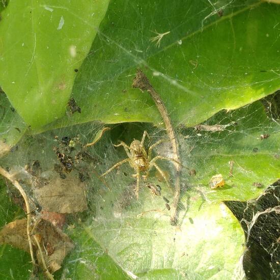 Agelena labyrinthica: Animal in habitat Garden in the NatureSpots App