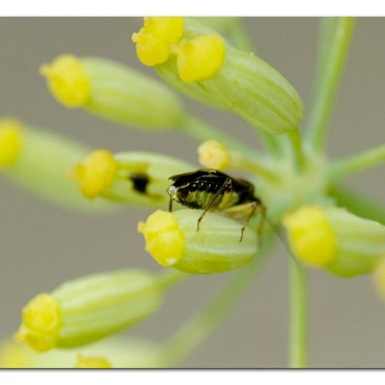 Orthops basalis: Tier im Habitat Garten in der NatureSpots App