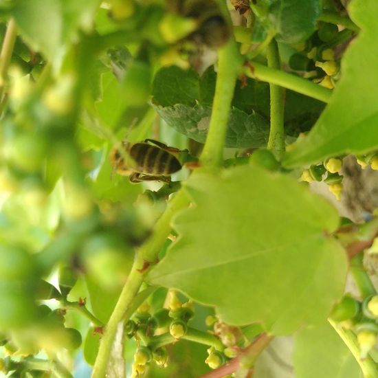 Westliche Honigbiene: Tier im Habitat Hecke/Blumenbeet in der NatureSpots App