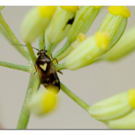 Orthops basalis: Tier im Habitat Garten in der NatureSpots App