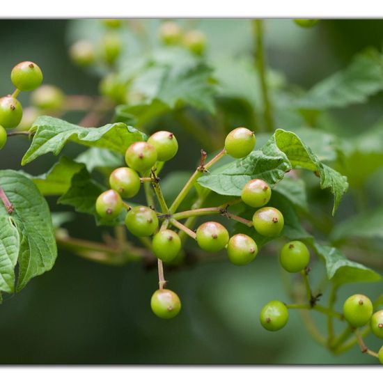 Viburnum opulus: Plant in habitat Grassland in the NatureSpots App