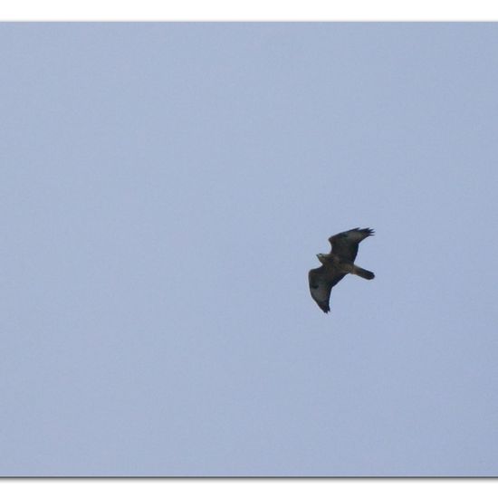 Mäusebussard: Tier im Habitat Garten in der NatureSpots App