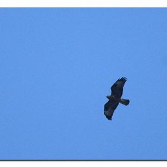 Mäusebussard: Tier im Habitat Garten in der NatureSpots App