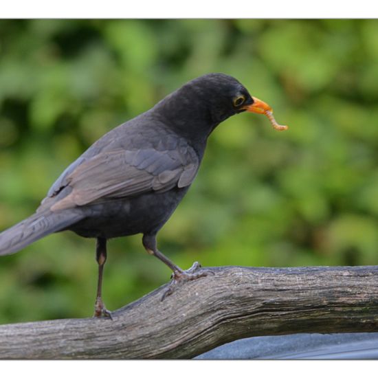 Common blackbird: Animal in habitat Garden in the NatureSpots App