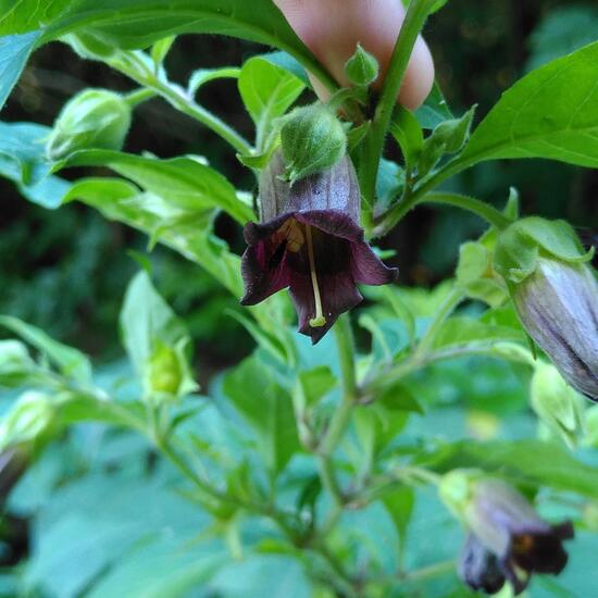 Atropa belladonna: Plant in habitat Temperate forest in the NatureSpots App