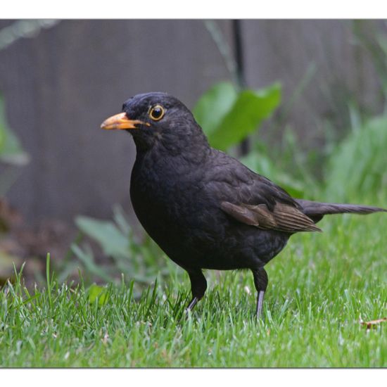 Common blackbird: Animal in habitat Garden in the NatureSpots App