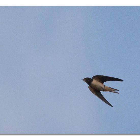 Barn Swallow: Animal in habitat Garden in the NatureSpots App