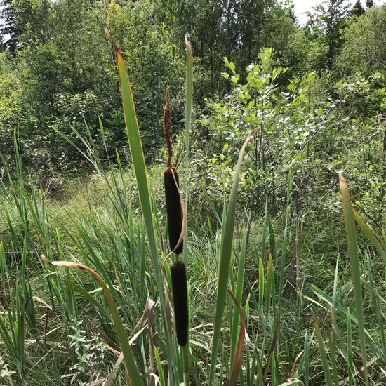 Typha: Plant in habitat Riparian forest in the NatureSpots App