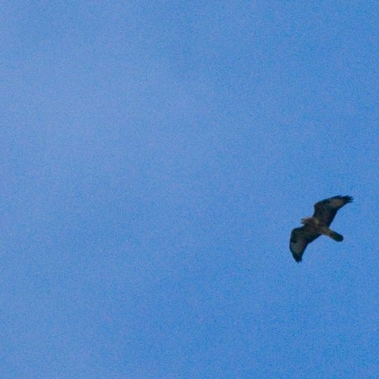 Mäusebussard: Tier im Habitat Garten in der NatureSpots App