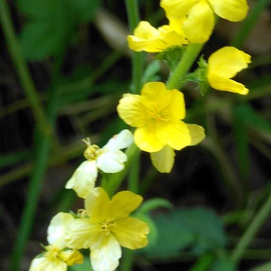 Agrimonia eupatoria: Plant in habitat Natural Meadow in the NatureSpots App