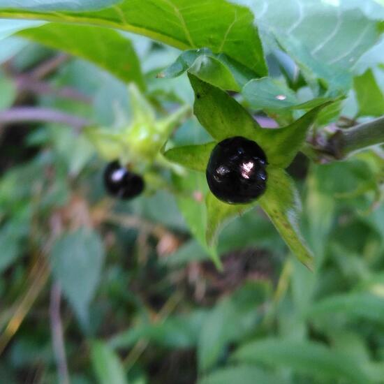 Atropa belladonna: Plant in habitat Temperate forest in the NatureSpots App
