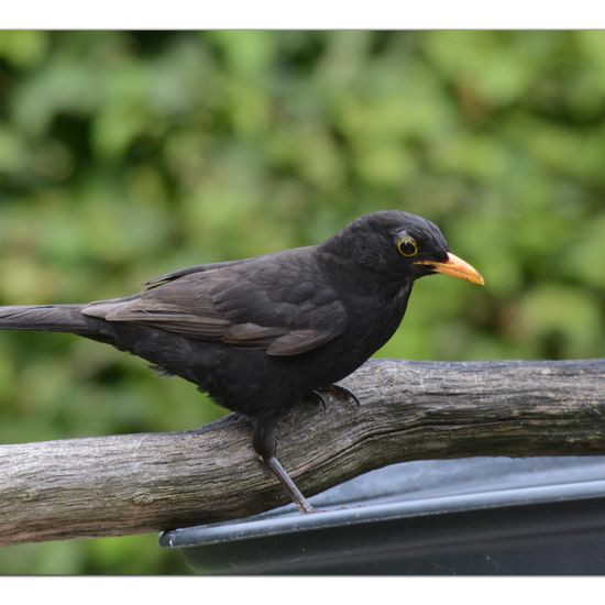 Common blackbird: Animal in habitat Garden in the NatureSpots App