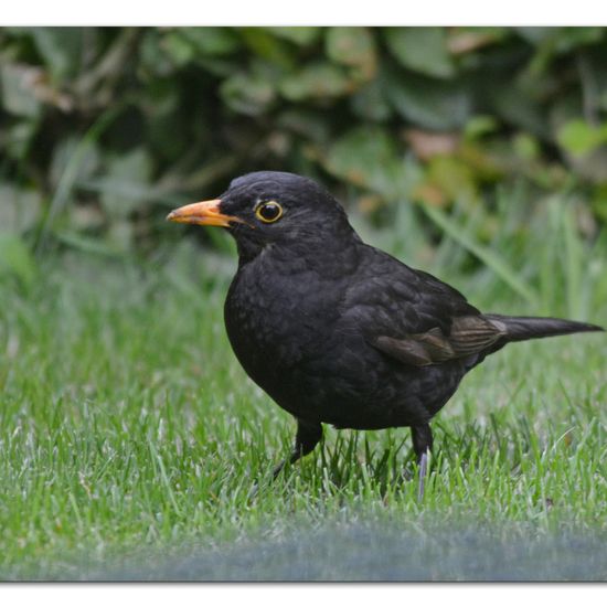 Common blackbird: Animal in habitat Garden in the NatureSpots App