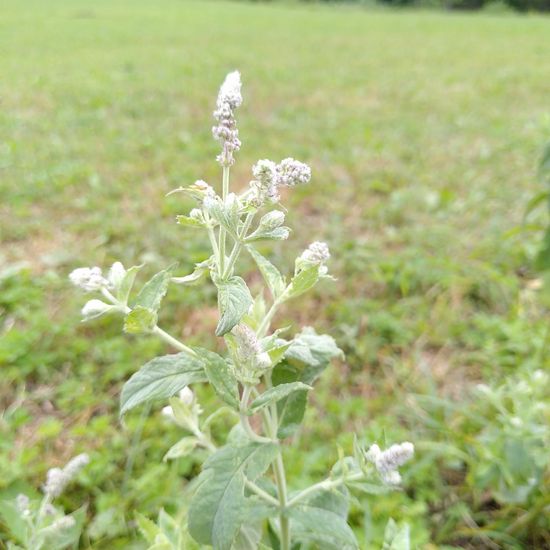 Mentha spicata: Plant in habitat Pastures in the NatureSpots App