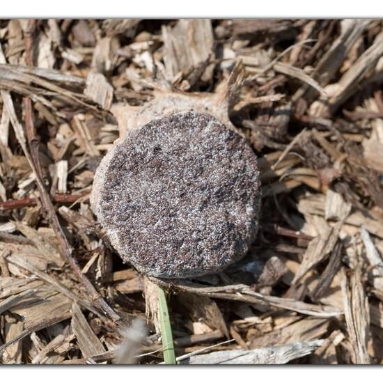 Eine unbekannte Art: Pilz im Habitat Felder in der NatureSpots App