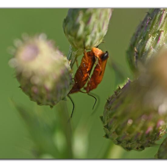 Common red soldier beetle: Animal in habitat Agricultural meadow in the NatureSpots App