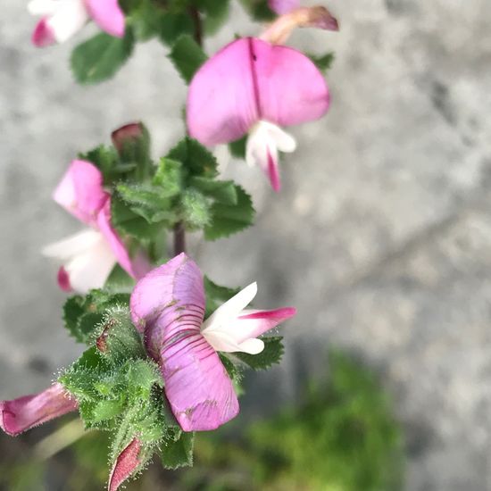 Dornige Hauhechel: Pflanze im Habitat Felsgebiet in der NatureSpots App