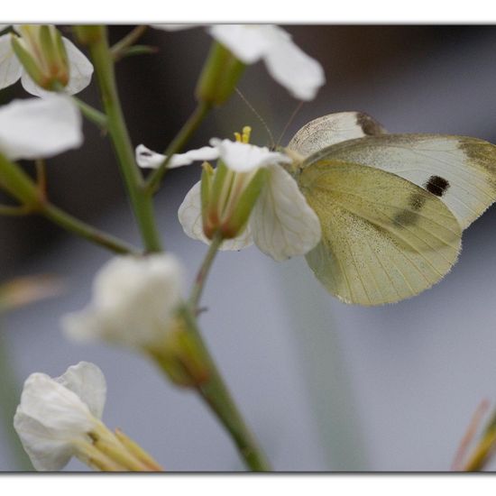 Kleiner Kohlweißling: Tier im Habitat Garten in der NatureSpots App