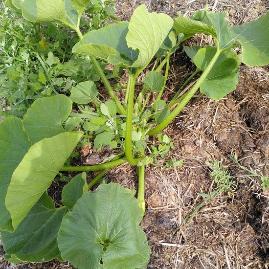 Cucurbita pepo subsp. pepo: Plant in habitat Crop cultivation in the NatureSpots App