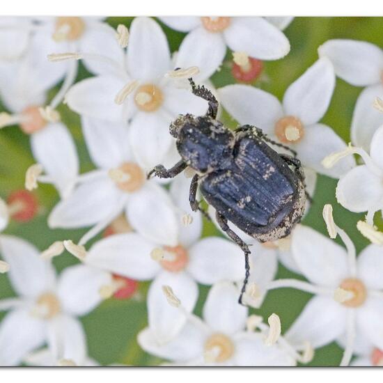 Stolperkäfer: Tier im Habitat Grasland und Büsche in der NatureSpots App