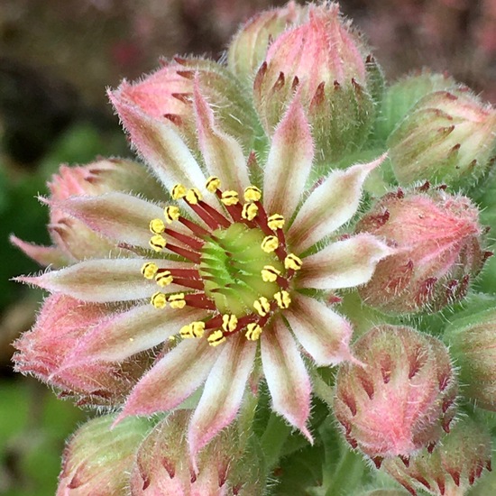 Sempervivum tectorum: Plant in habitat Garden in the NatureSpots App