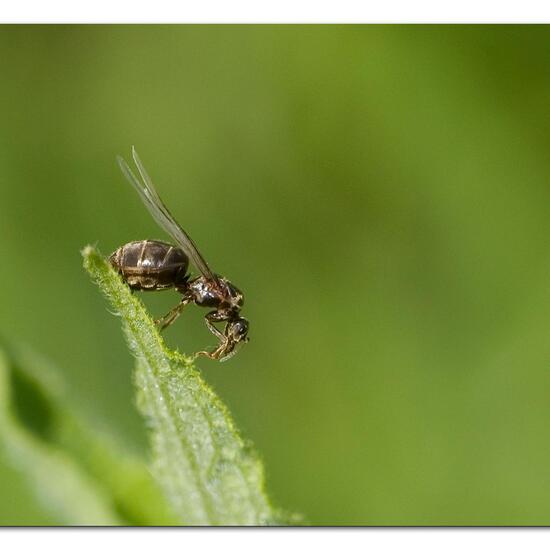 Schwarze Wegameise: Tier im Habitat Naturnahe Wiese in der NatureSpots App