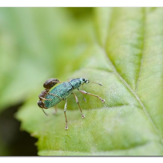 Green Immigrant Leaf Weevil: Animal in habitat Garden in the NatureSpots App