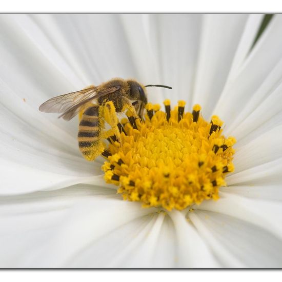 Halictus scabiosae: Animal in habitat Garden in the NatureSpots App