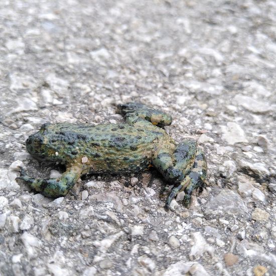 Gelbbauchunke: Tier im Habitat Strasse/Verkehr in der NatureSpots App