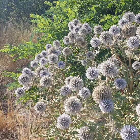 Dipsacus: Plant in nature in the NatureSpots App