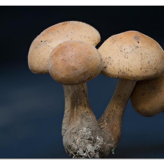 Unknown species: Mushroom in habitat Garden agriculture in the NatureSpots App