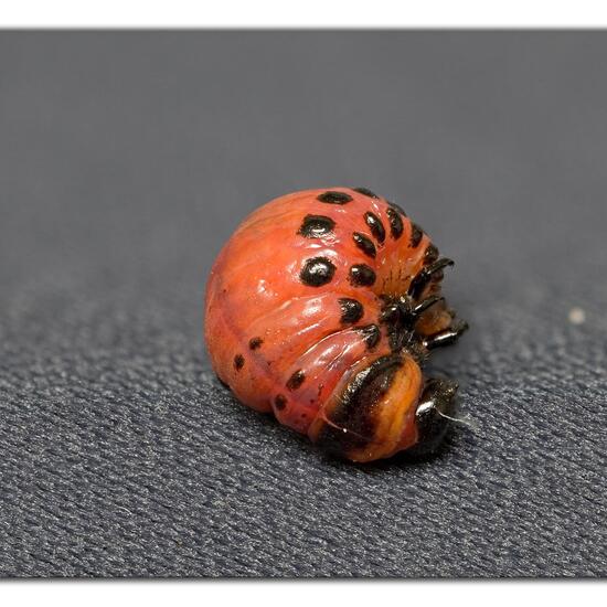 Colorado potato beetle: Animal in habitat Garden agriculture in the NatureSpots App