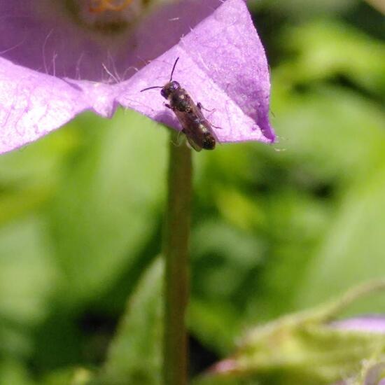 Chelostoma Rapunculi: Animal in habitat Garden in the NatureSpots App