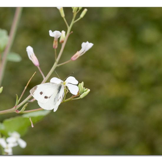 Kleiner Kohlweißling: Tier im Habitat Garten in der NatureSpots App