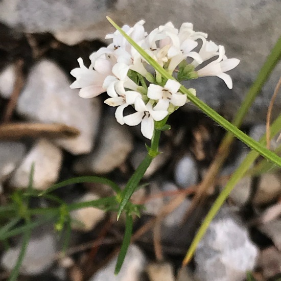 Asperula cynanchica: Plant in habitat Rock areas in the NatureSpots App