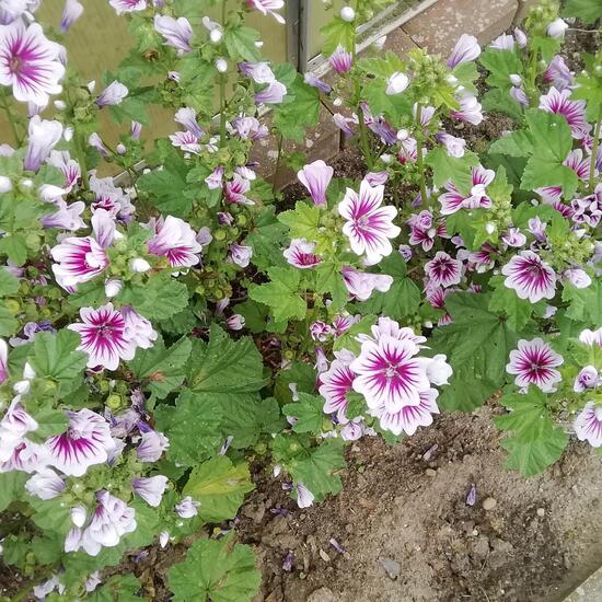 Malva pusilla: Plant in habitat Garden in the NatureSpots App