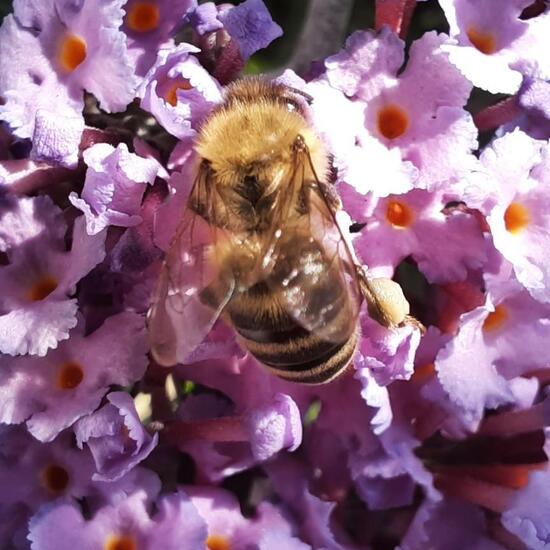 Westliche Honigbiene: Tier im Habitat Stadt und Garten in der NatureSpots App