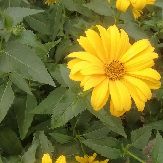 Heliopsis helianthoides: Plant in habitat Garden in the NatureSpots App