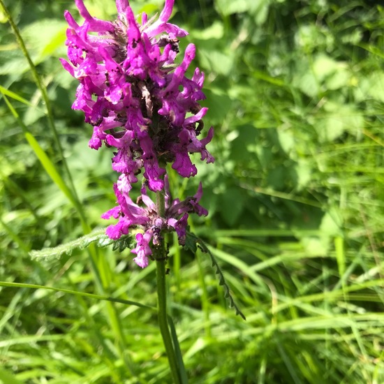 Betonica officinalis: Pflanze im Habitat Grasland und Büsche in der NatureSpots App