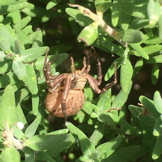 Braune Krabbenspinne: Tier im Habitat Garten in der NatureSpots App